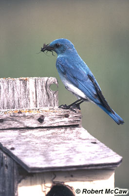 mountainBluebird. Photographer: �Robert McCaw